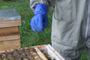 Brood, 1st frame out, beekeeper hand