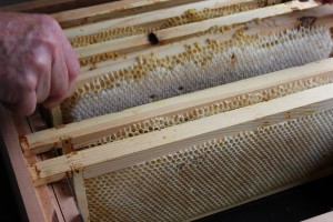 Capped frames of honey in super ready for extraction